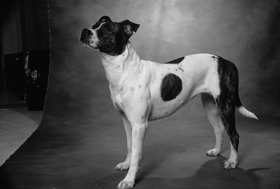 比特犬的過去