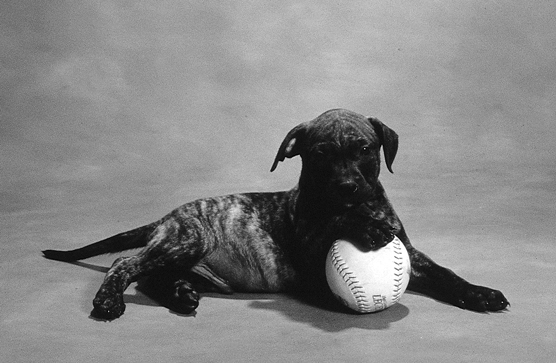 比特犬適合你嗎？