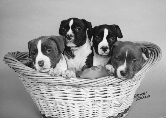 如何挑選您的比特犬幼犬
