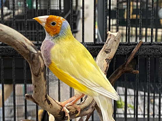 選擇你的鳥：初學者最好的鳥