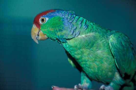 選擇你的鳥：初學者最好的鳥