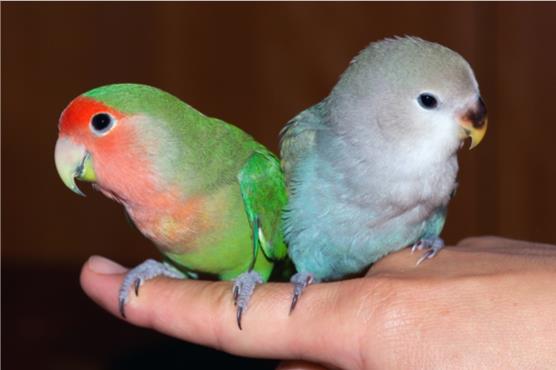 選擇你的鳥：初學者最好的鳥