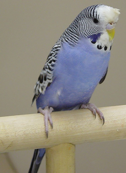 選擇你的鳥：初學者最好的鳥