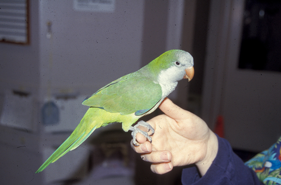 選擇你的鳥：初學者最好的鳥