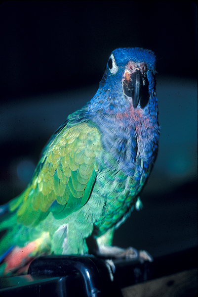 選擇你的鳥：初學者最好的鳥