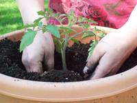 容器園藝：如何在盆中種植蔬菜