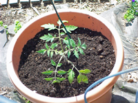 容器園藝：如何在盆中種植蔬菜