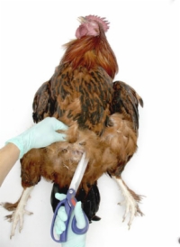 剖檢雞：內臟