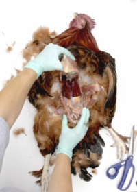 剖檢雞：內臟