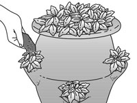 如何種植草莓盆