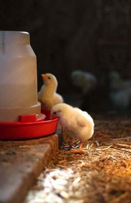 自由放養雞的水、食物和零食