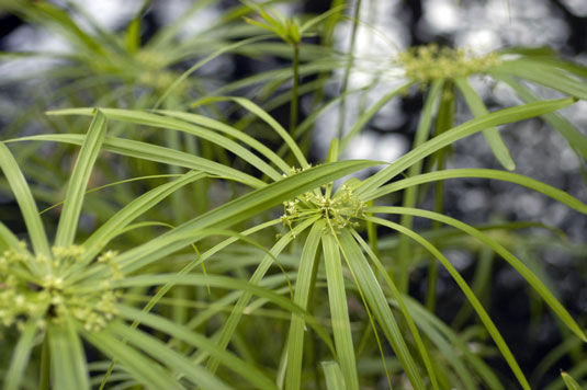 5 種植物來修復雞園中的潮濕區域
