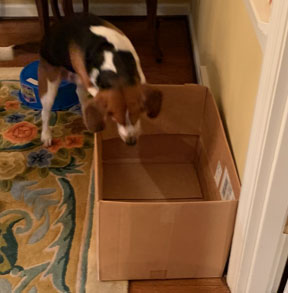 狗訓練：教你的狗藏在盒子裡
