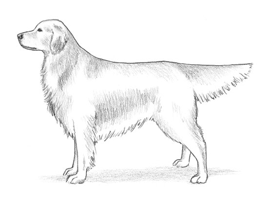 AKC 金毛獵犬標準