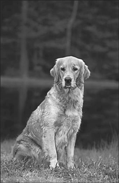 採用年長的金毛獵犬