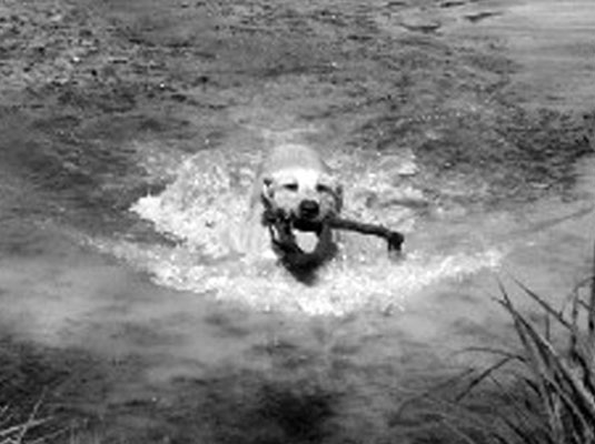 如何識別運動犬品種