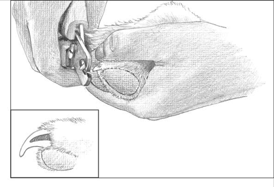Mani/Pedi Time：如何剪狗指甲