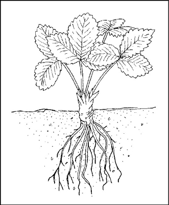 如何種植草莓