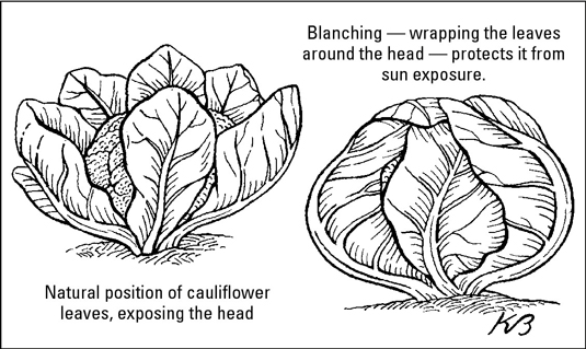 如何種植涼爽天氣作物