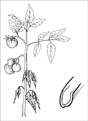 如何處理常見的花園病害