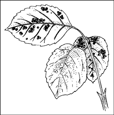 如何處理常見的花園病害
