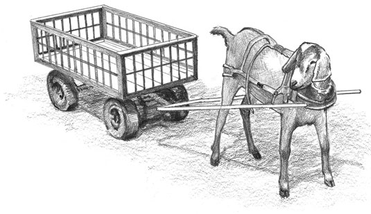 如何訓練山羊拉車