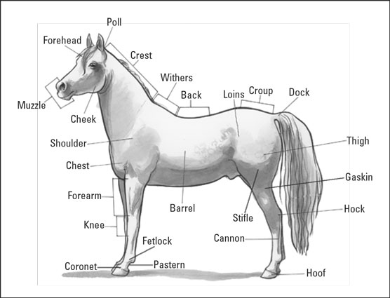馬術語：正確描述馬