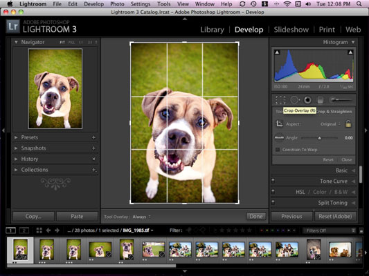 在 Adob​​e Lightroom 中裁剪和拉直您的狗照片