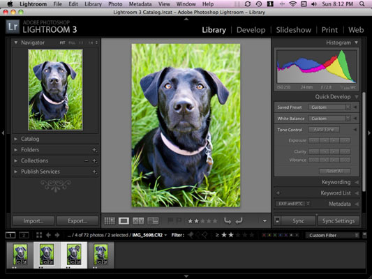 如何從 Lightroom 導出您的狗照片