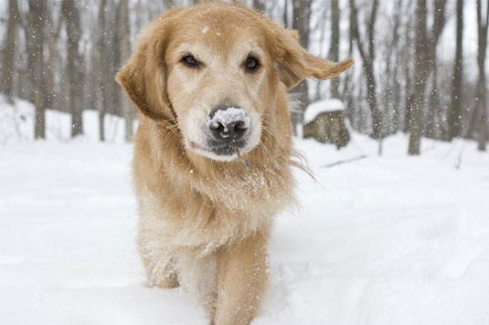 如何在雪中拍攝狗照片