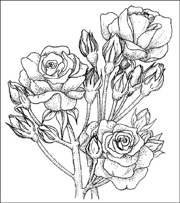 選擇 Polyantha 和 Floribunda 玫瑰