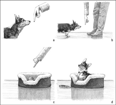 使用 Point Training 與您的小狗交流