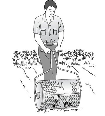 從種子種植新草坪