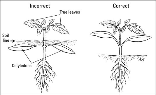 如何移植幼苗