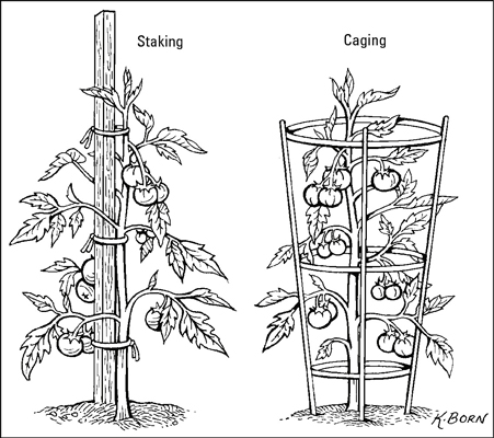 如何種植西紅柿