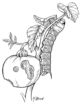 如何種植西紅柿