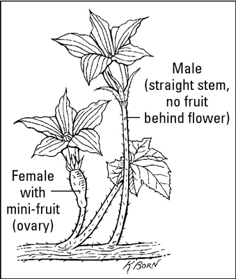 如何種植葡萄蔬菜