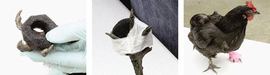 大黃足（足皮炎），雞的健康問題